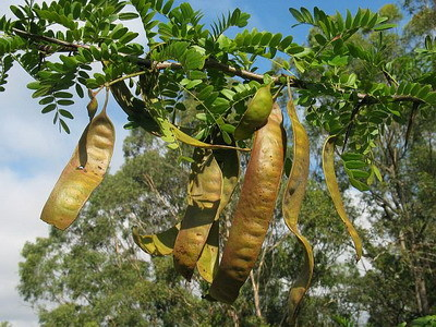 Thuốc hay từ bồ kết