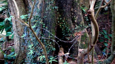   "Cụ sưa cụt đầu” có giá cả trăm tỷ đồng