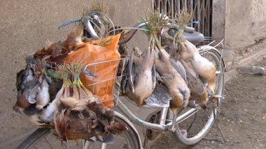 Đắk Lắk: Bày bán chim trời làm “mồi nhậu” công khai giữa phố