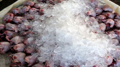 Chợ thịt chuột "rùng rợn" ở miền Tây