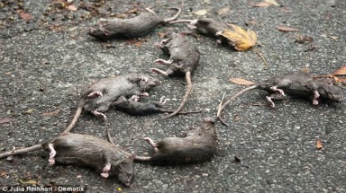    New York và nỗi lo “cuộc xâm lăng của bầy chuột”