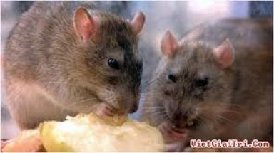  Phía Bắc nhiễm bệnh Sodoku do chuột cắn