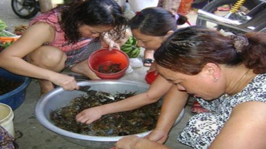 Nhận diện cua đồng đánh bắt bằng thuốc sâu