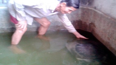 Hậu Giang: Bắt được cua đinh nặng 31,5kg