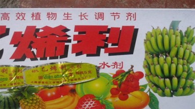  Đu đủ tăng giá hơn 5 lần khi ”Tắm” thuốc Trung Quốc