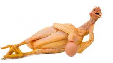  Gà Bắc Giang hay gà mắc tóc?