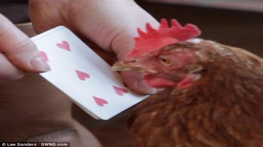 Con gà không bị làm thịt nhờ biết… đếm