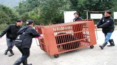Lời kêu cứu của những người cứu hộ gấu