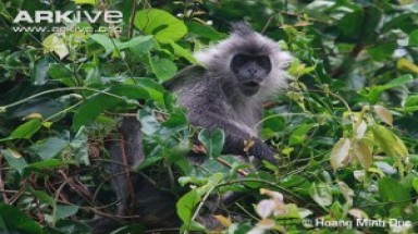  Loài Voọc bạc Đông Dương trước nguy cơ bị “mất nhà” 