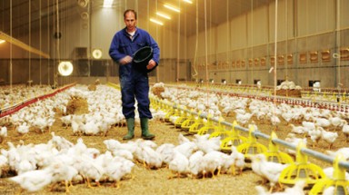  Nông dân Tiền Giang học hỏi quy trình sản xuất trứng gà nuôi không lồng ép tại Châu Âu