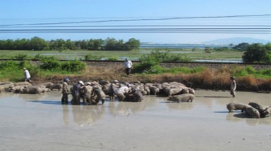  Khánh Hòa: Xe lật, hơn 100 con heo được… tắm bùn