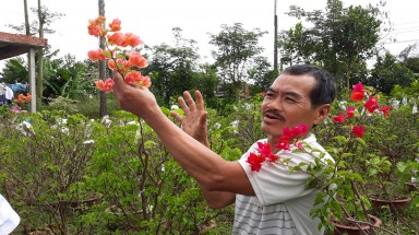 Làm rõ tin đồn “thất thiệt” cho nhà vườn trồng hoa giấy ở Chợ Lách