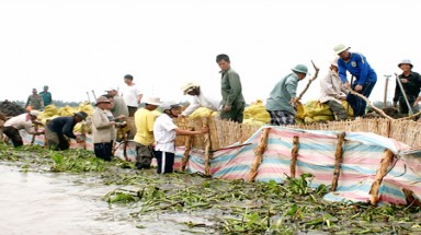 Nghành nông nghiệp tại ĐBSCL - Vẫn canh cánh lo vì biến đổi khí hậu