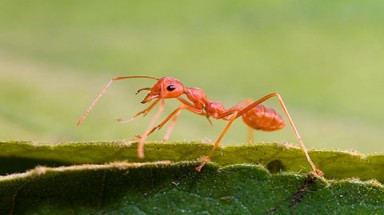   Hình ảnh các loài kiến "độc nhất" ở Việt Nam
