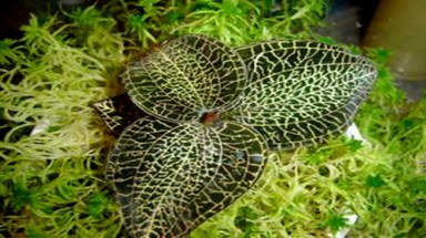   Cấm khai thác cây kim cương bán sang Trung Quốc