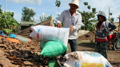  Đồng Nai: Đổ xô gom lá điều khô bán cho thương lái