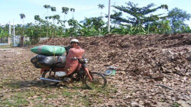 Đồng Nai: “Cơn sốt” săn lá điều khô vẫn chưa hạ