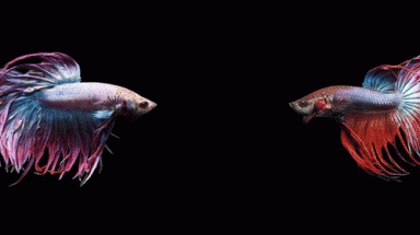    Cá lia thia xiêm lấy hơi khi giao chiến