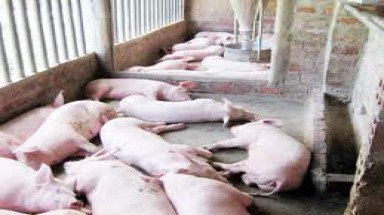  Bùng phát dịch lợn tai xanh 