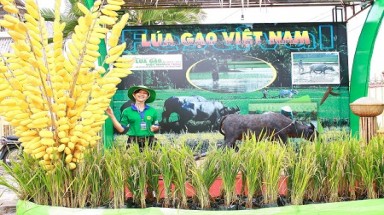 Tôn vinh gạo Việt tại Festival Lúa gạo Việt Nam lần thứ II