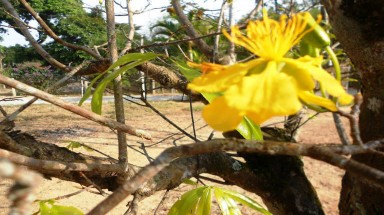  Mai vàng nở rực bất thường ở Huế sau 3 thập kỷ