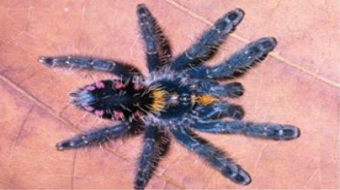 Phát hiện thêm sinh vật mới