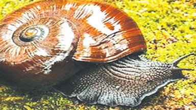  Lỗi kỹ thuật giết chết hàng loạt ốc sên quý hiếm