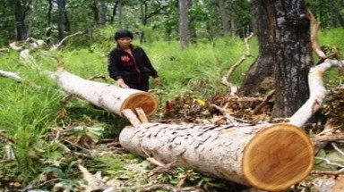    Đề xuất thay 2 phó giám đốc vườn quốc gia liên quan lâm tặc