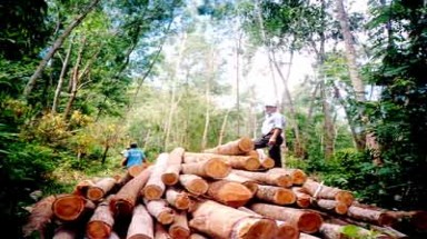 Nhiều nơi rừng chỉ còn... trên giấy