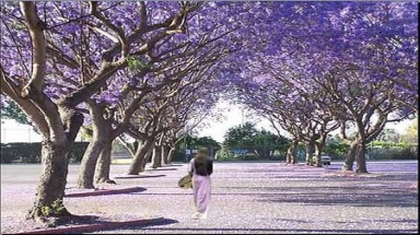 Hoa tím vẫn rơi đầy sân…
