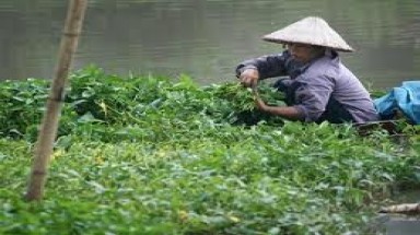  Rau muống, cải, ngót mất an toàn nhất