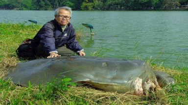 Rùa Hoàn Kiếm vẫn chưa tuyệt chủng?