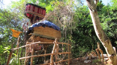 Giấc ngủ dưới tán rừng