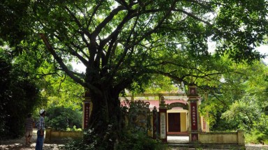 Làng đi, rừng ở lại
