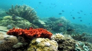 Indonesia phục hồi 50% diện tích san hô bị hủy hoại