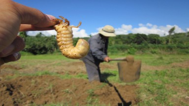  Quảng Ngãi: Nghề săn sùng đất “hái” ra tiền