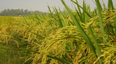 Thêm 2 giống lúa lai mới ở Hà Giang
