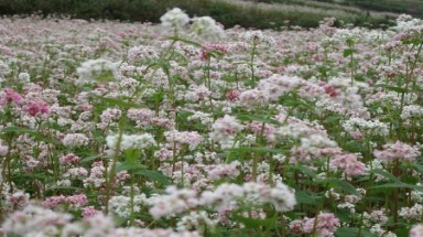 "Kỳ bí " rượu tam giác mạch ở vùng cao nguyên đá