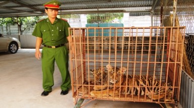   Nghệ An: Bắt giữ 2 cá thể hổ nuôi nhốt trái phép trong nhà dân