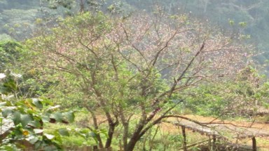Mới lập đông, đào rừng đã đua nở