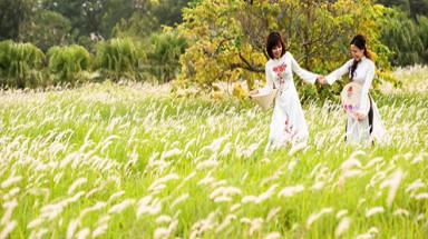 Ảnh đẹp: Làm duyên bên đồng cỏ lau