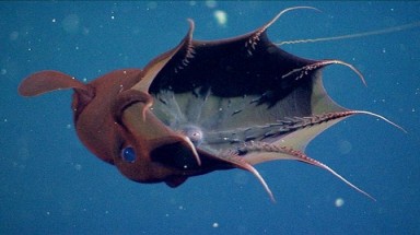  Vẻ đẹp "lạ thường" của mực ma cà rồng 