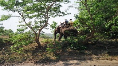 Giải mã hũ thống kê số voi săn được của Ama Kông