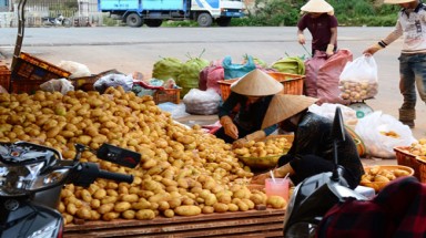 Đà Lạt: "Hóa kiếp" khoai tây Trung Quốc thành khoai tây Đà Lạt