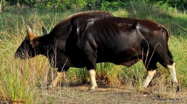 Những động vật 'vô địch thế giới' sống ở Việt Nam