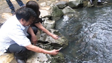    Xem "Cá Chúa" ở suối Cá Thần