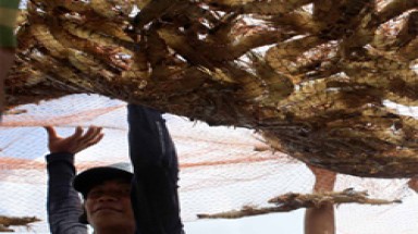  Trung Quốc 'cấm nhập tôm tươi Việt Nam'