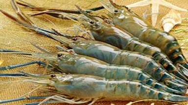  Nguyên nhân Trung Quốc "cấm nhập khẩu  tôm tươi Việt Nam”?