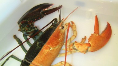 "Chiêm ngưỡng" tôm hùm... hai màu