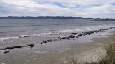  New Zealand: Cá voi mắc cạn hàng loạt 